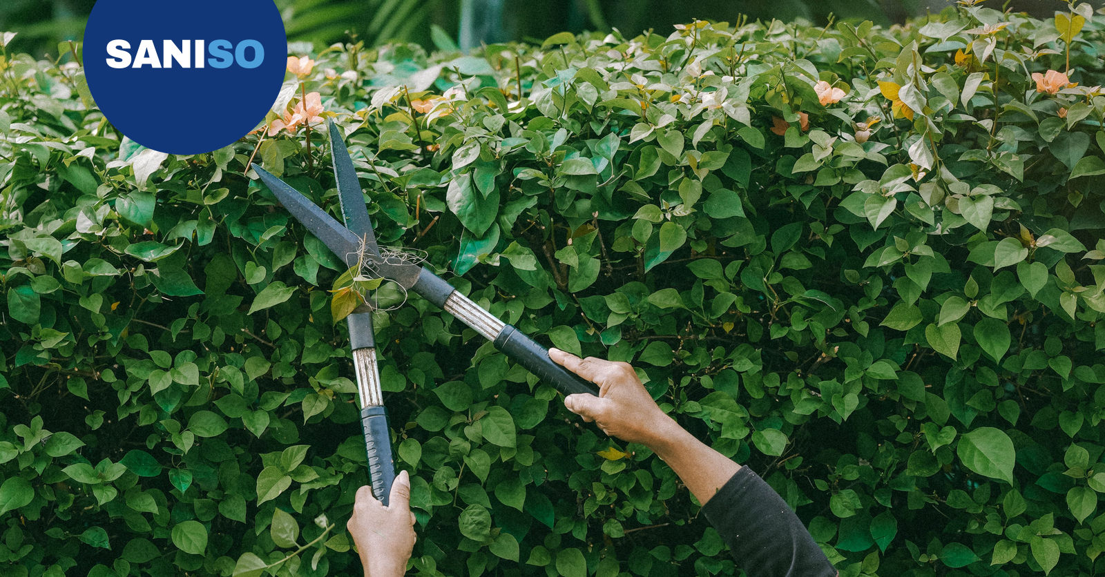 How to trim a hedge: step-by-step DIY guide
