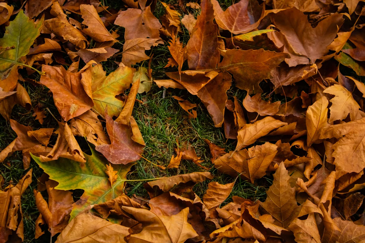 Gevallen bruine en gele herfstbladeren op een groen gazon, klaar om bijeen te harken