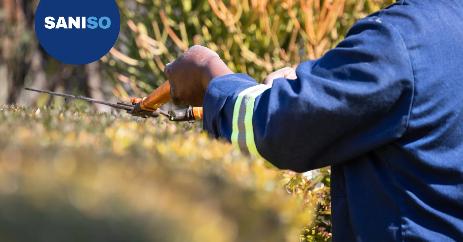 Hedge trimming as a pro: method and tools