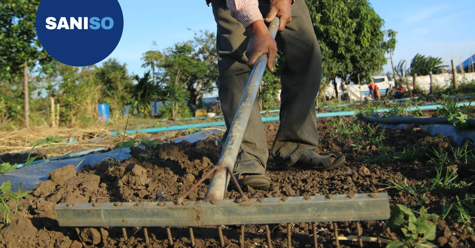 How to lay a new lawn: step-by-step guide for seed and turf