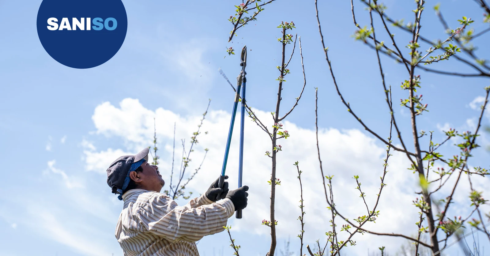 How to prune trees safely: step-by-step DIY guide