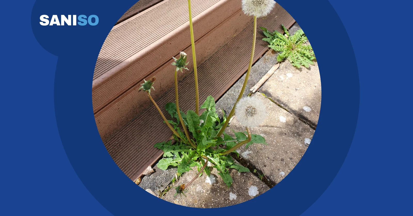 How to remove weeds between paving tiles