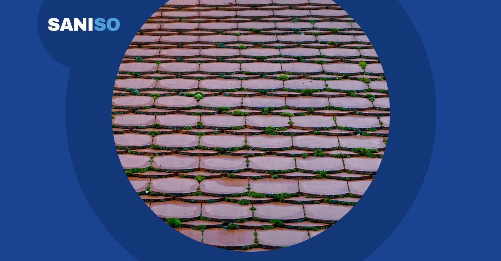Removing moss and green algae from your roof: DIY or roofer?
