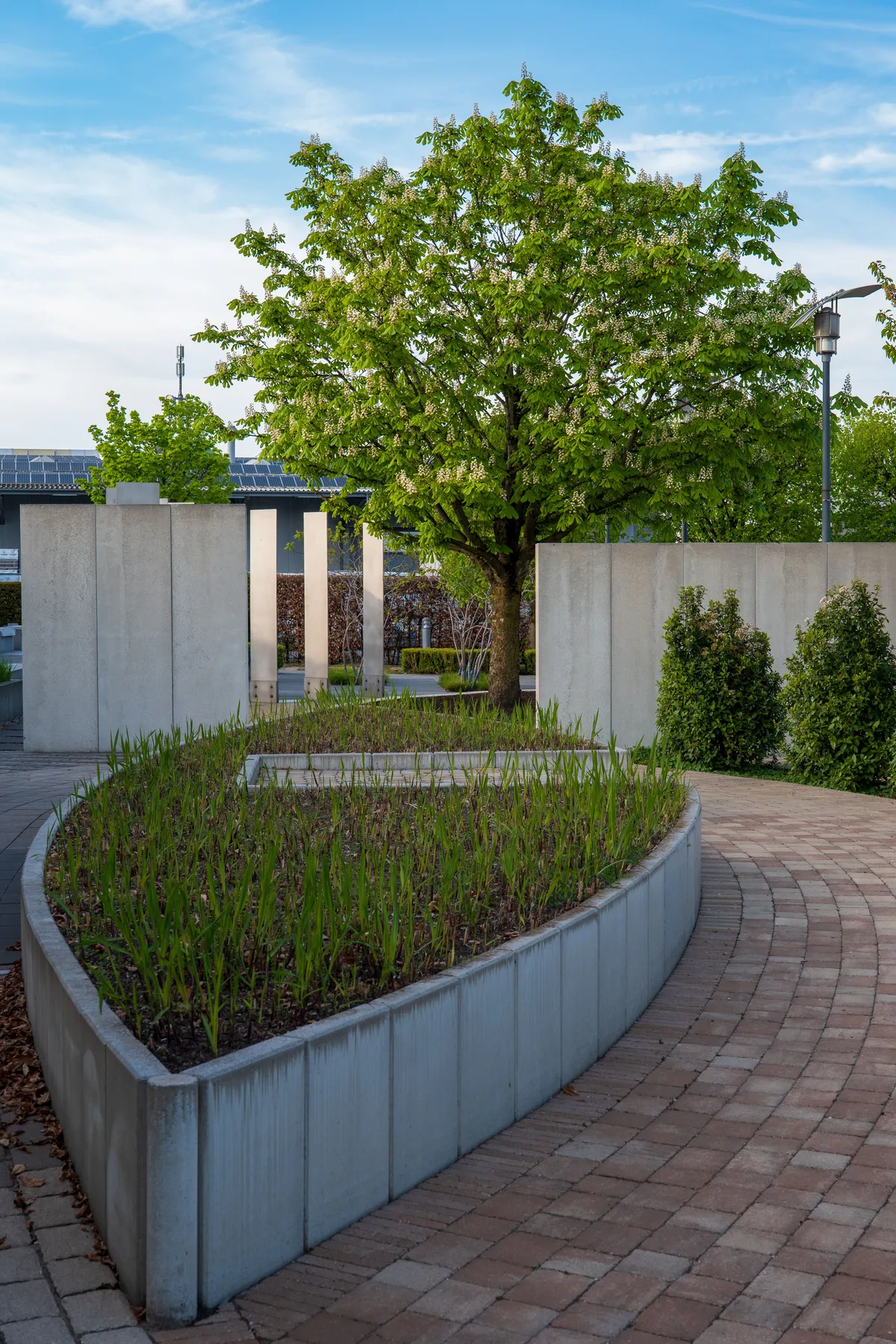 Curved garden path of red pavers along a concrete planter with ornamental grass