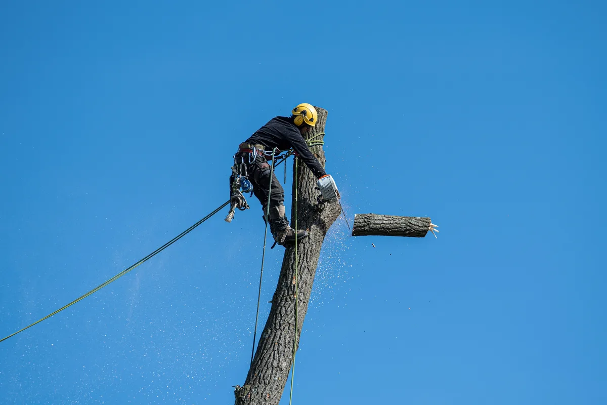 A tree surgeon with a helmet, climbing ropes and a chainsaw working high in a tree: work at height is a job for a professional
