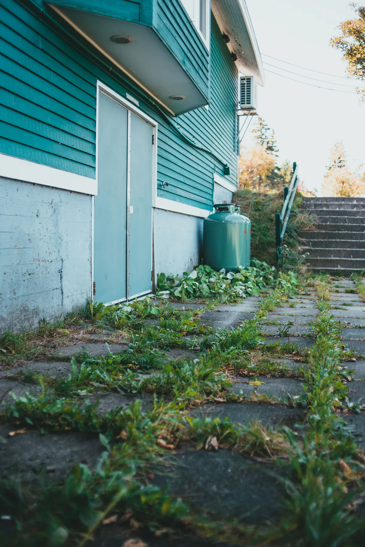 Path of grey concrete paving slabs with grass and weeds in every joint alongside a wooden house