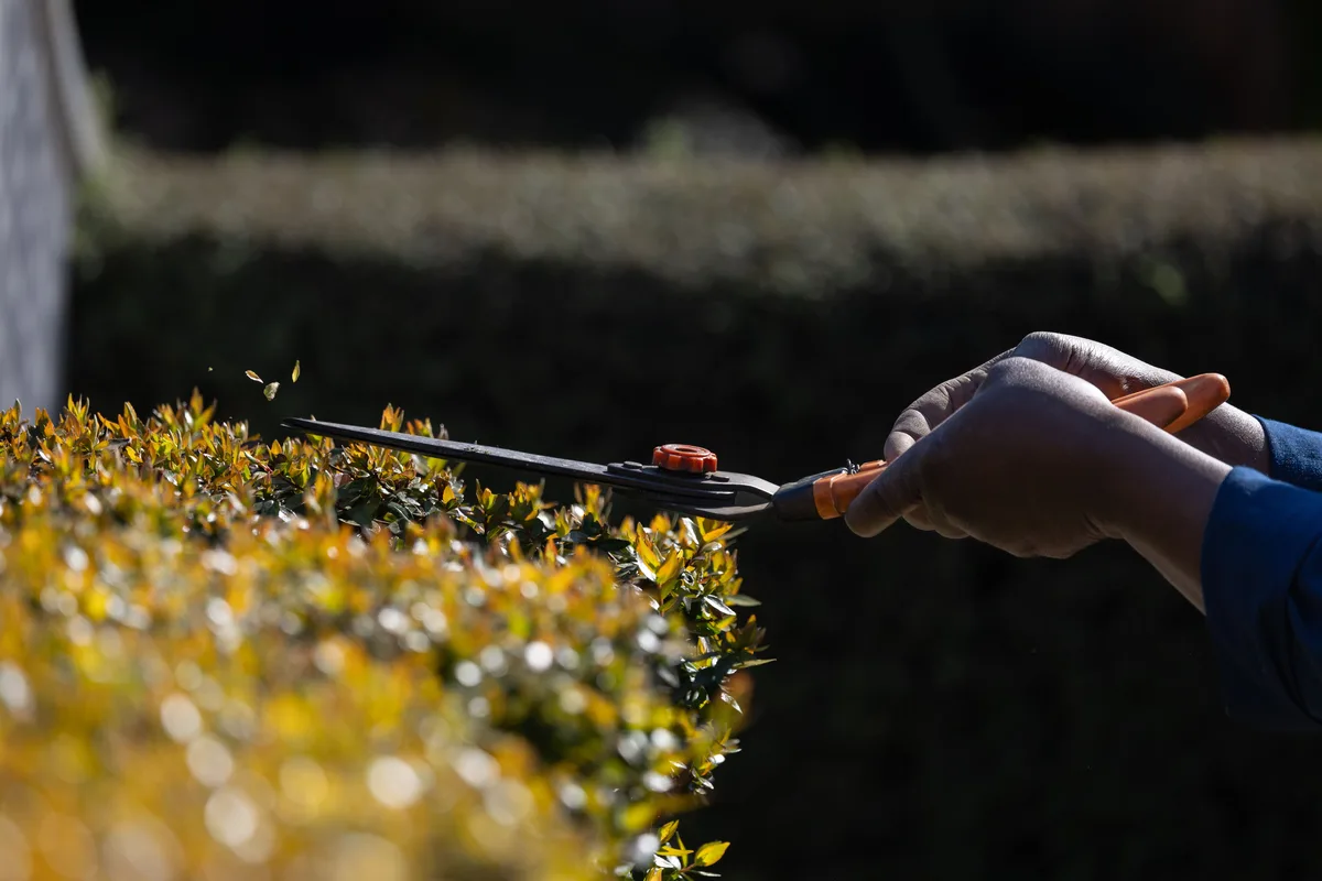 A hand trims the top of a hedge with shears