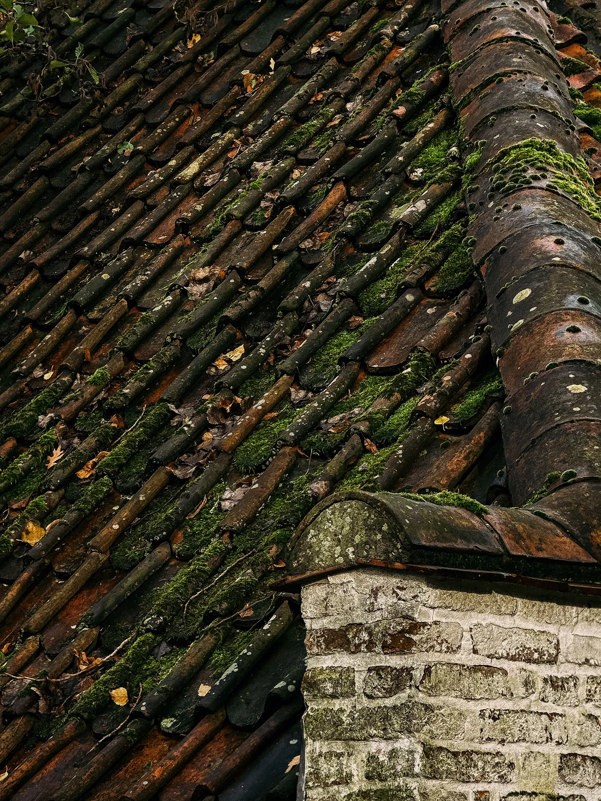 Old tiled roof with moss and green algae next to a brick chimney