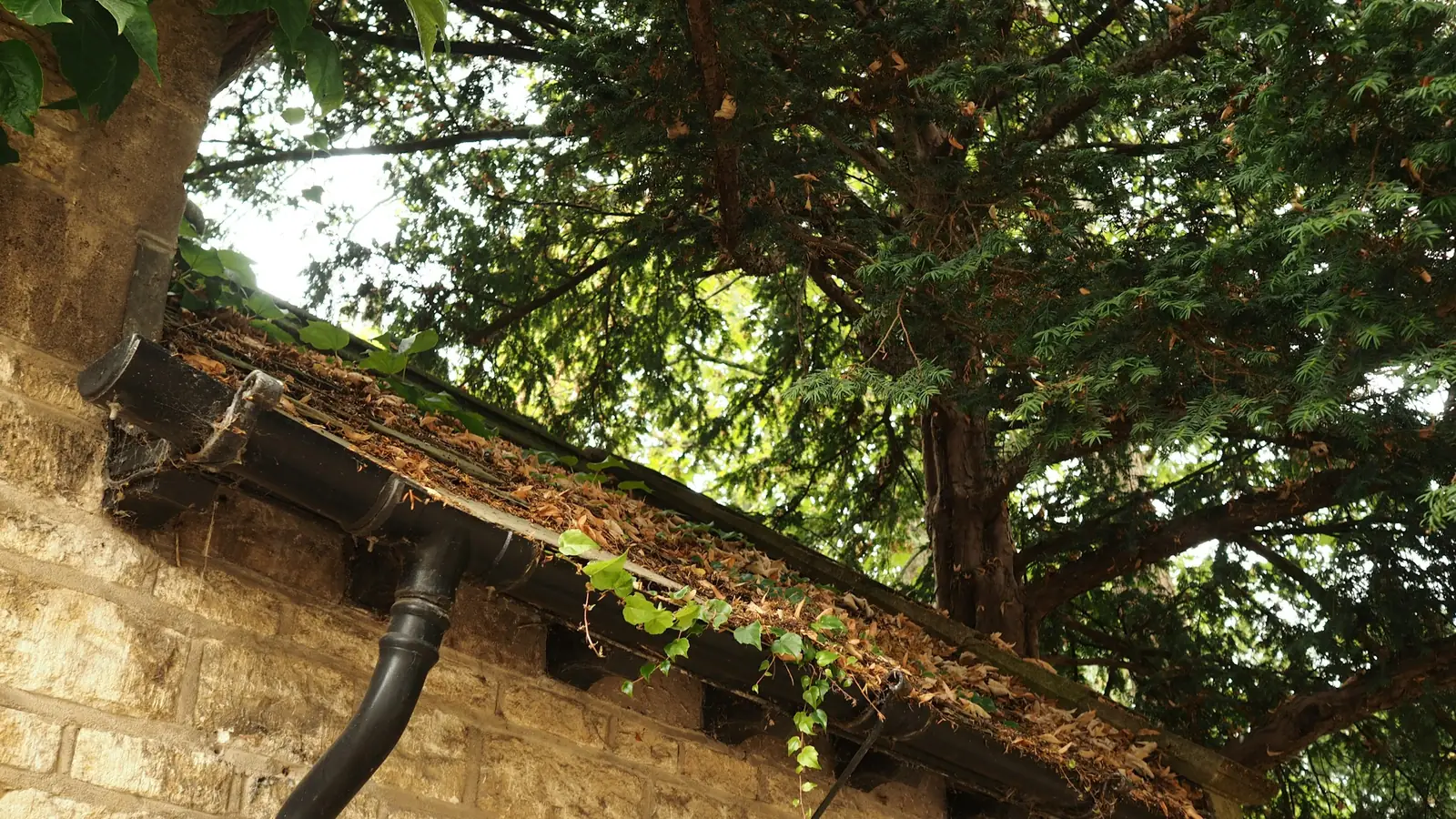 Black gutter full of dry leaves under a tree, with a downpipe along a stone wall